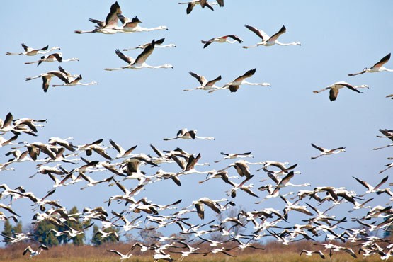 فصل سرد کشتار پرندگان مهاجر