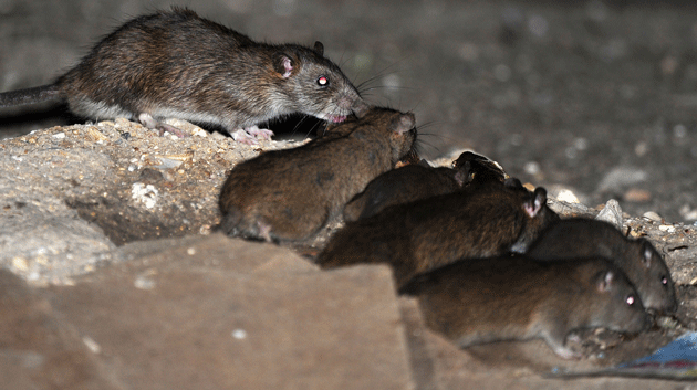 جولانگاه موش‌ها