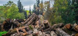 طرح دستبرد به جنگل | چراغ سبز منابع طبیعی به قاچاقچیان چوب