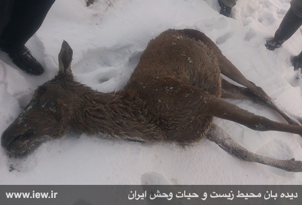 بسوزيد و بسازيد؛اما از باغ وحش ها فرار نکنيد