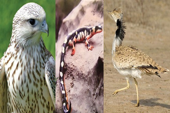 مرگ حیات‌وحش در بازار زیرزمینی