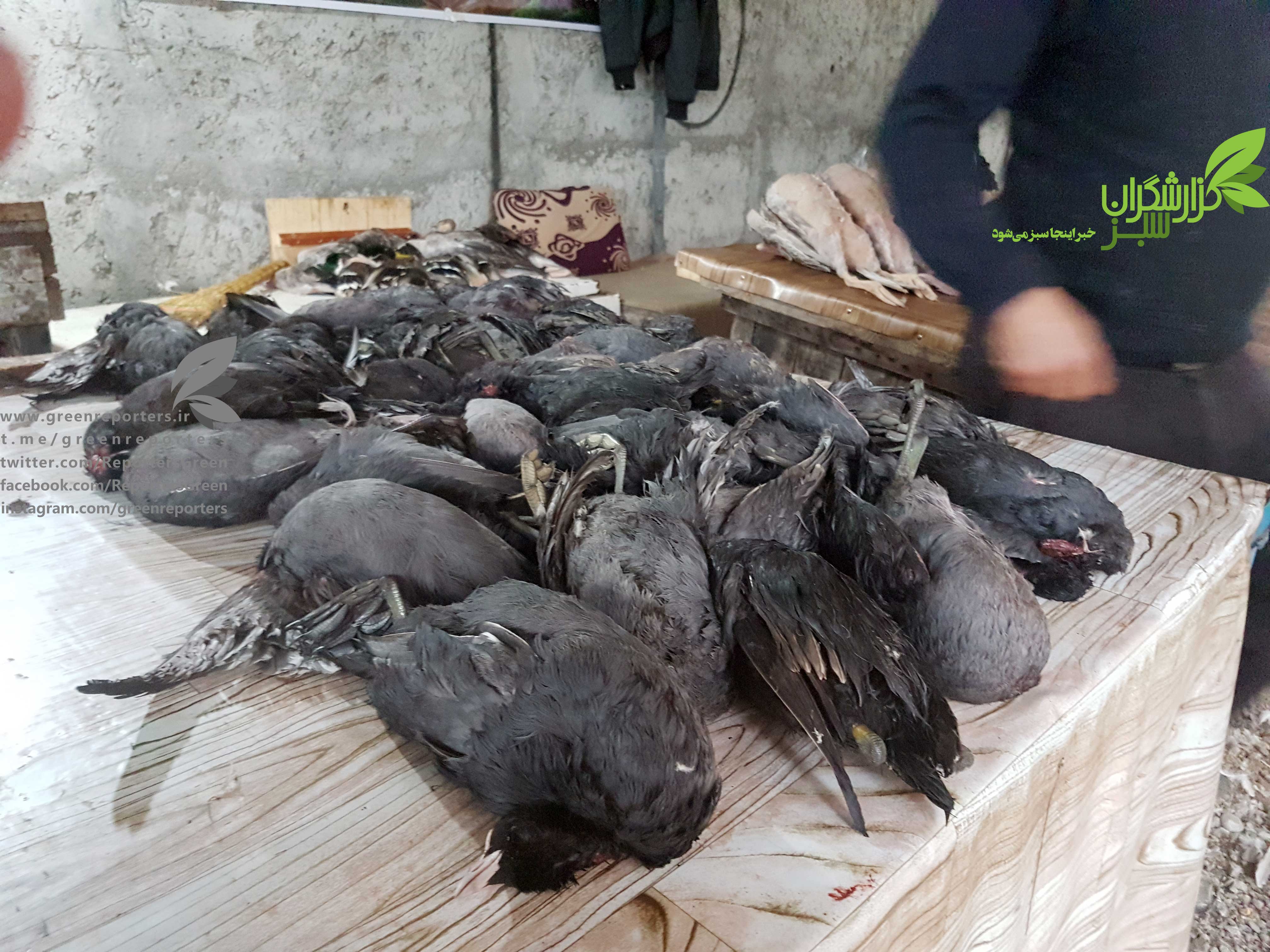 نسل‌کُشیِ سنگدلانۀ پرندگان در فریدونکنار، اشتغال است؟!