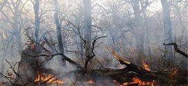 آتش غافلگیری زبانه می‌کشد | خداحافظی با پاییز هزار رنگ جنگل